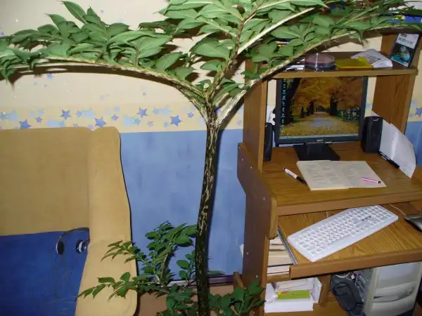 Аморфофаллюс в условиях Сибири