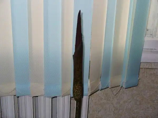 Аморфофаллюс в условиях Сибири