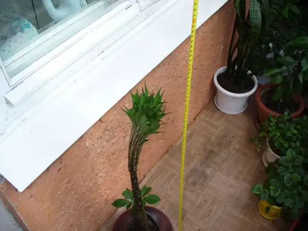 Аморфофаллюс в условиях Сибири