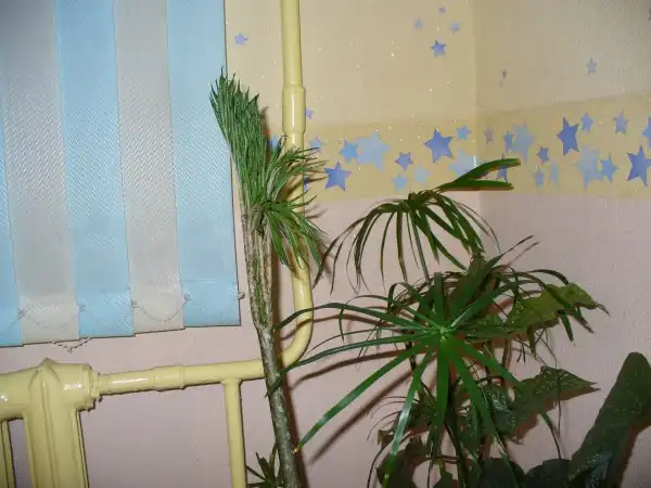 Аморфофаллюс в условиях Сибири