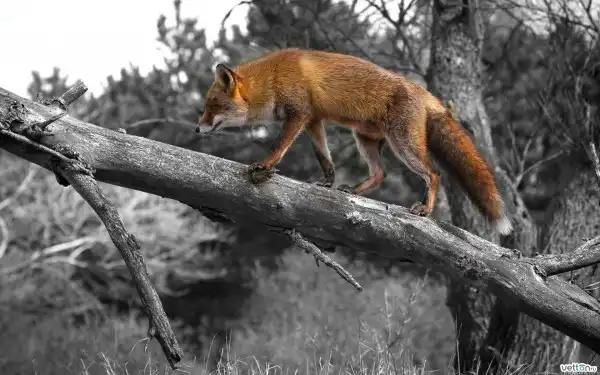 Фотоподборка