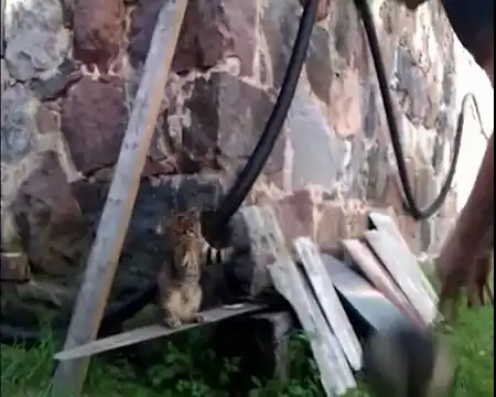 Классный кот играет в баскетбол Классный кот играет в баскетбол