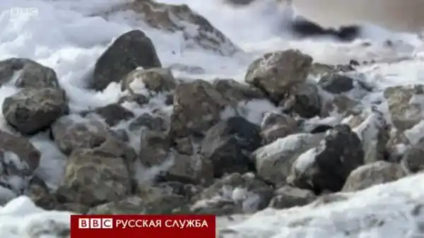 Вороватый пингвин с острова Росса