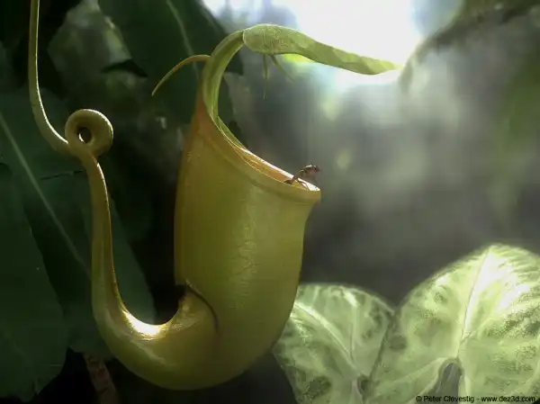 Nepenthes - домашний хищник)