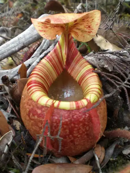 Nepenthes - домашний хищник)