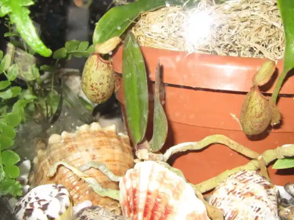 Nepenthes - домашний хищник)