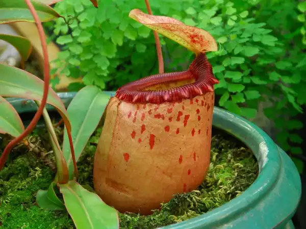 Nepenthes - домашний хищник)