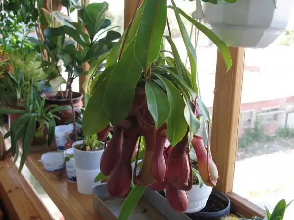 Nepenthes - домашний хищник)