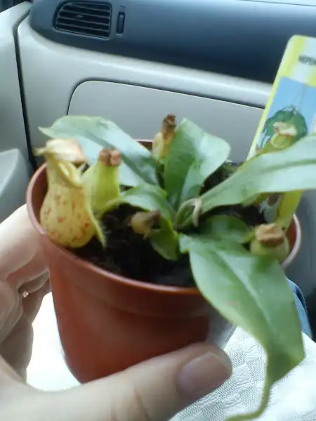 Nepenthes - домашний хищник)