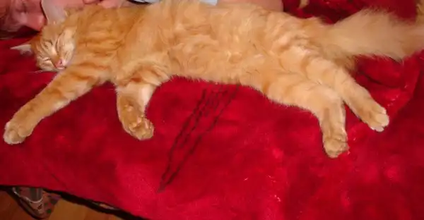 Нашёлся красивый котофан