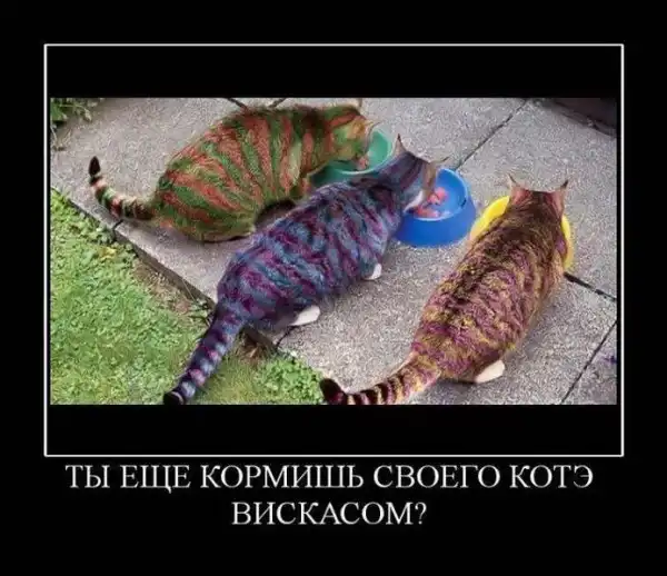 Демотиваторы 2