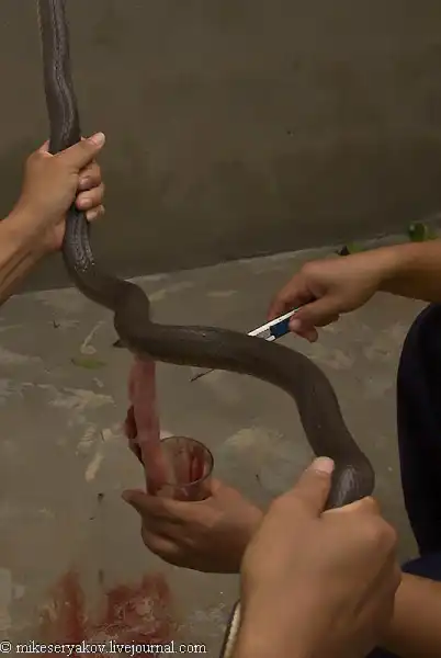 Как едят змей