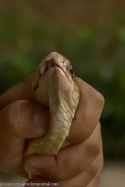Как едят змей