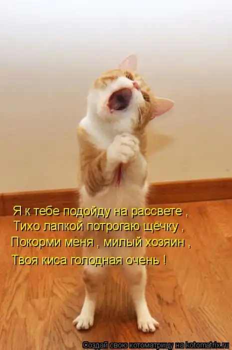 Лучшие котоматрицы недели Лучшие котоматрицы недели