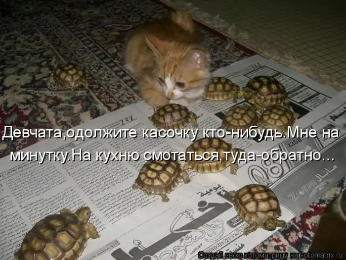 Лучшие котоматрицы недели Лучшие котоматрицы недели
