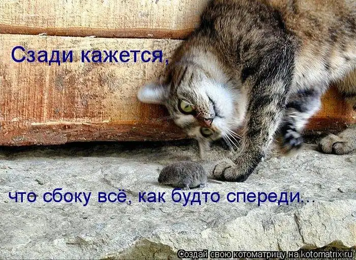 Лучшие котоматрицы недели Лучшие котоматрицы недели