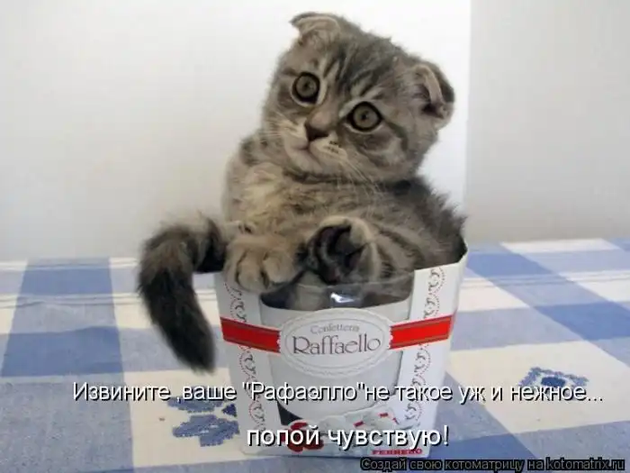 Лучшие котоматрицы недели Лучшие котоматрицы недели
