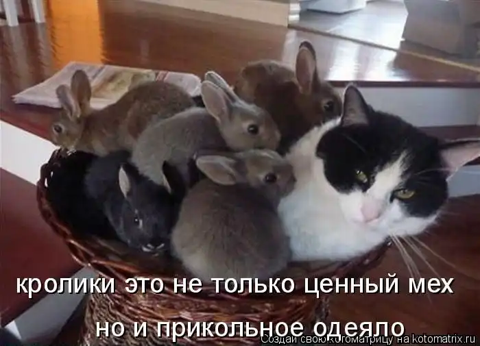 Лучшие котоматрицы недели Лучшие котоматрицы недели