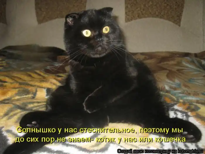 Лучшие котоматрицы недели Лучшие котоматрицы недели