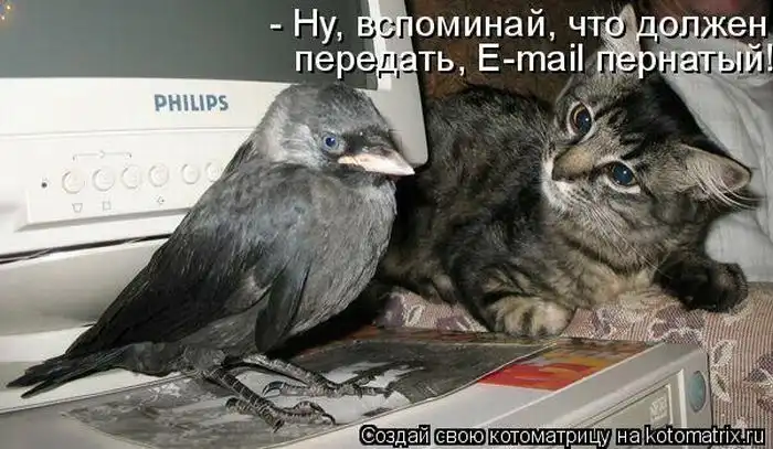 Лучшие котоматрицы недели Лучшие котоматрицы недели