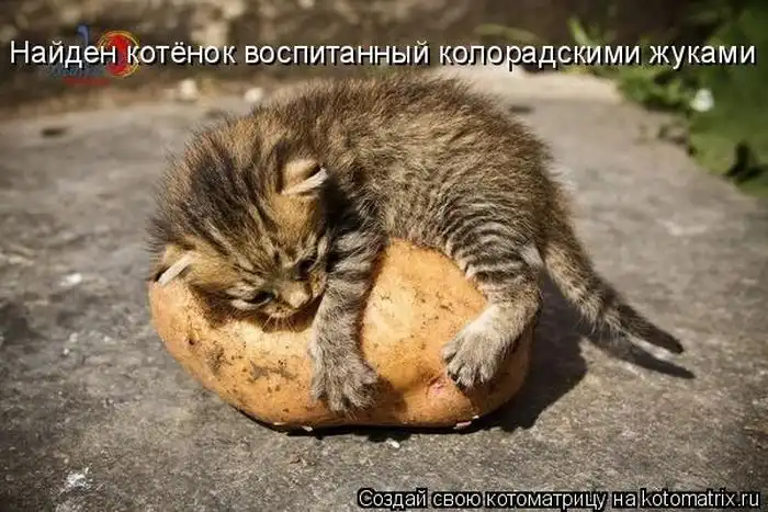 Лучшие котоматрицы недели Лучшие котоматрицы недели