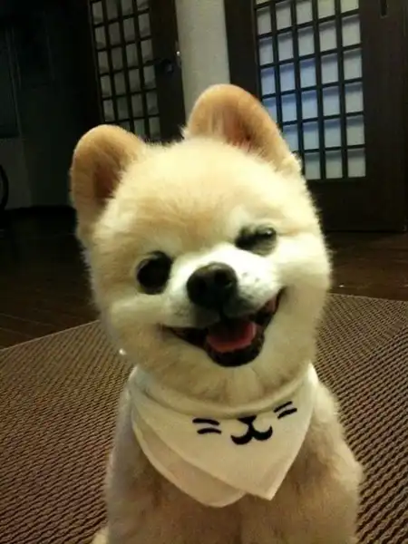 Шунсуке - самый милый щенок Японии