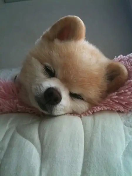 Шунсуке - самый милый щенок Японии
