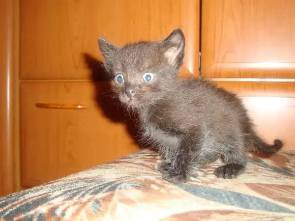 Котята, 5 мальчиков