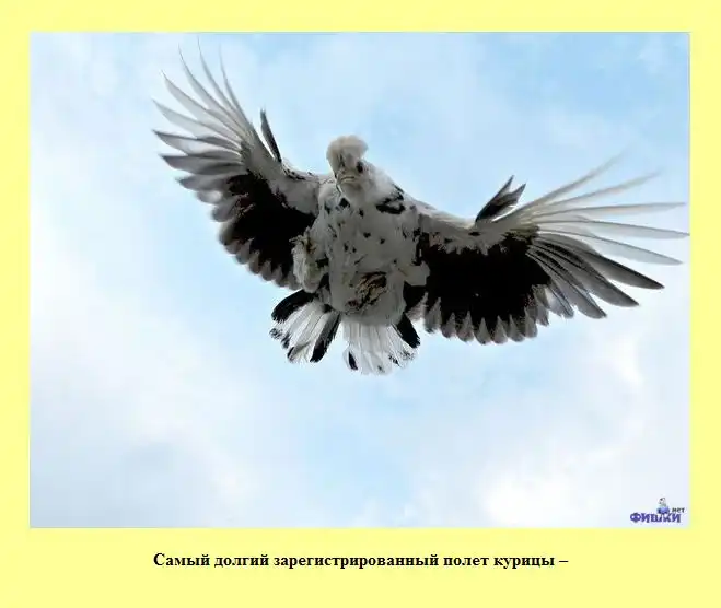 Знаете ли Вы? Знаете ли Вы?