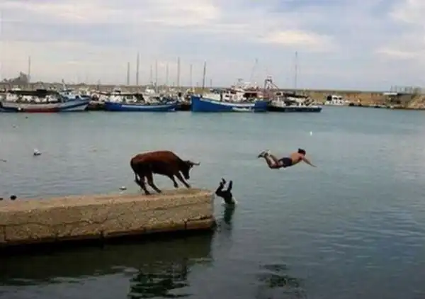 Fail`s