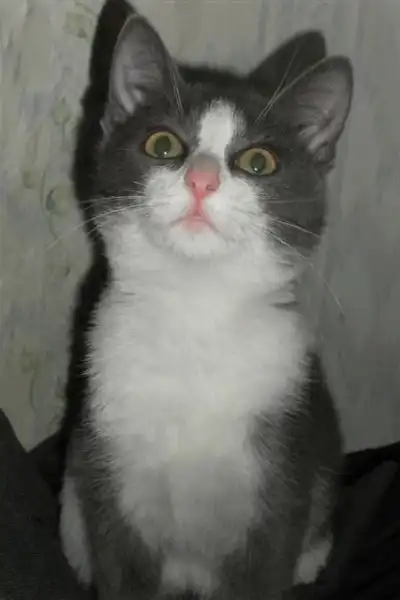Маленькая котенка ищет дом