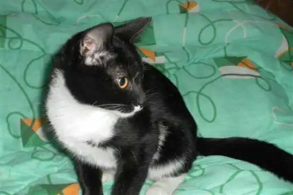 черно-белый котенок в добые руки