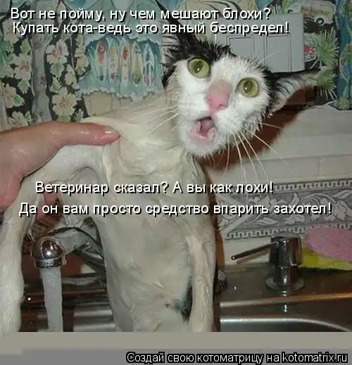 Котоматрицы))) много...