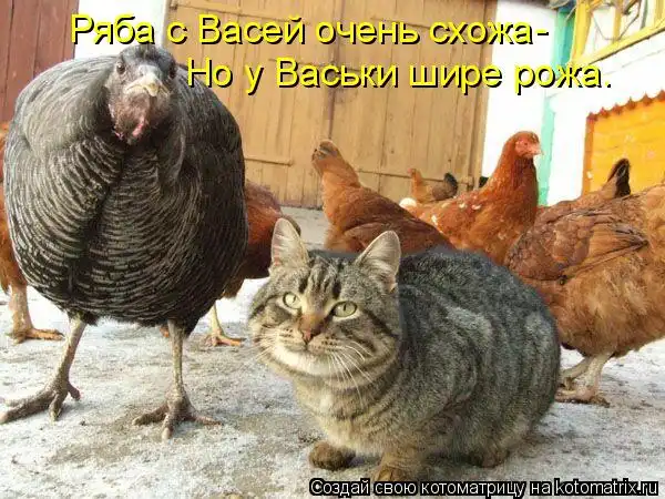 Котоматрицы))) много...
