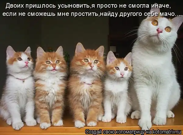 Котоматрицы))) много...