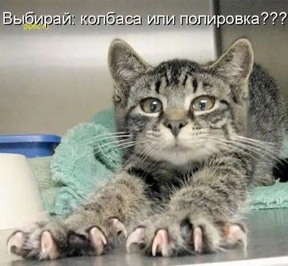 Умилительные котоматрицы)))