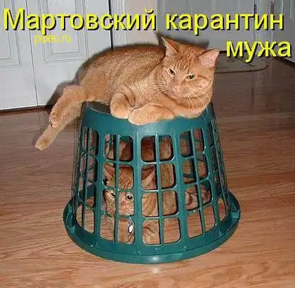 Умилительные котоматрицы)))