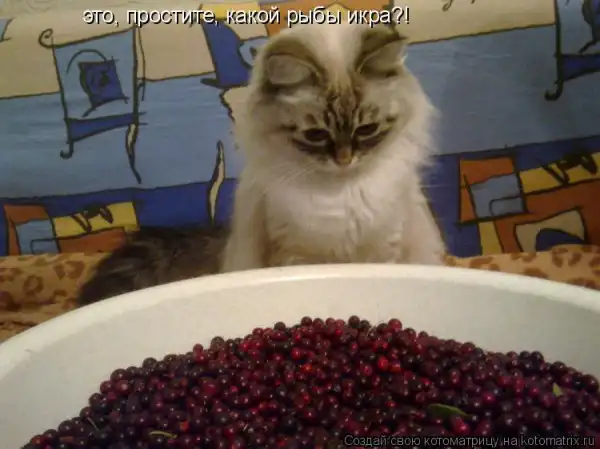 Котоматрицы))) много...