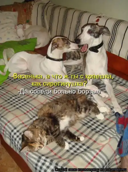 Котоматрицы))) много...