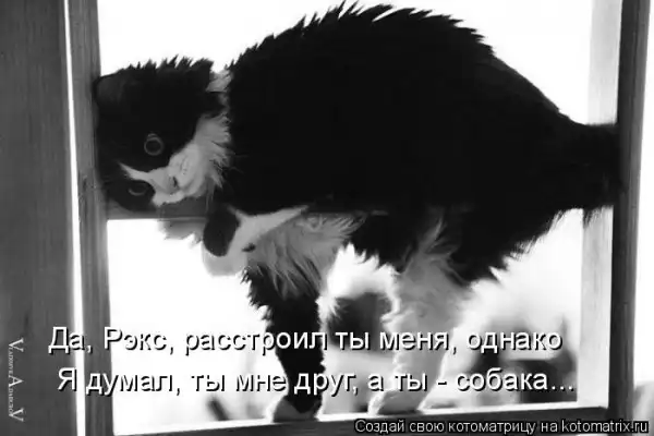 Котоматрицы))) много...