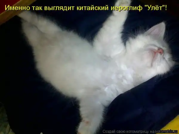 Котоматрицы))) много...