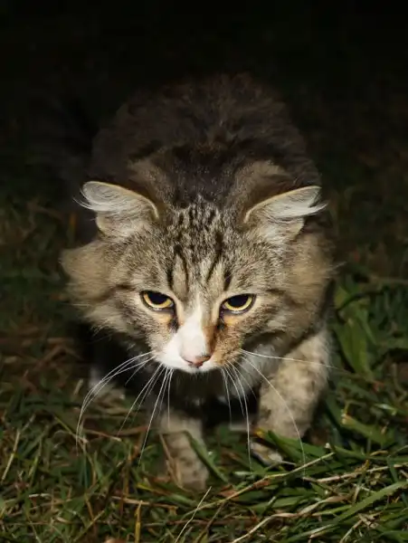 найден кот