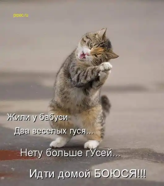 Умилительные котоматрицы)))