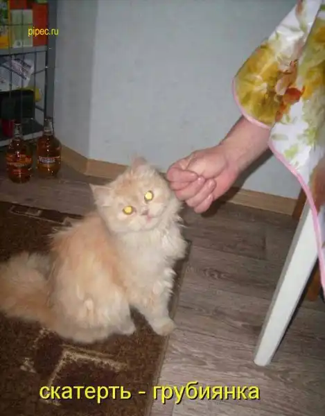 Умилительные котоматрицы)))