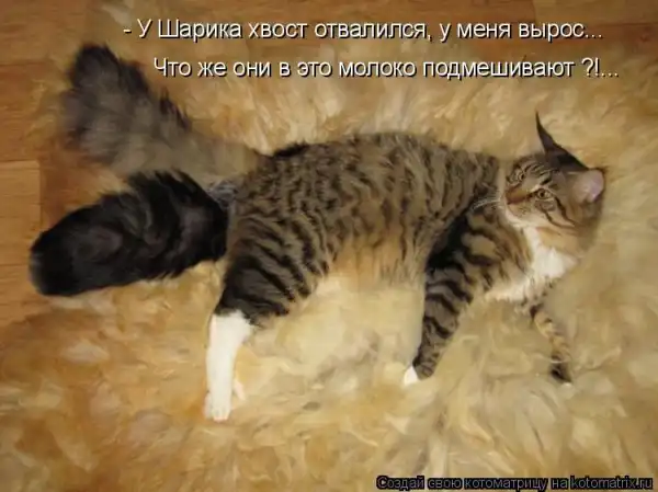 Котоматрицы))) много...