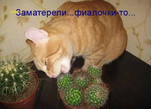 Умилительные котоматрицы)))