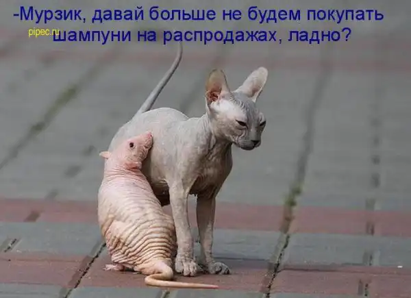 Умилительные котоматрицы)))