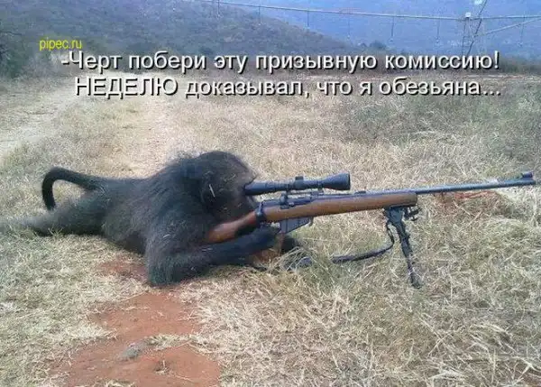 Умилительные котоматрицы)))