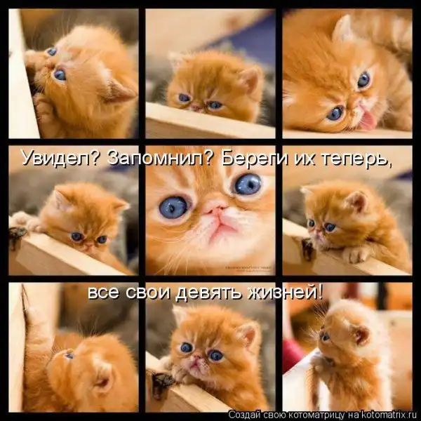 Котоматрицы))) много...
