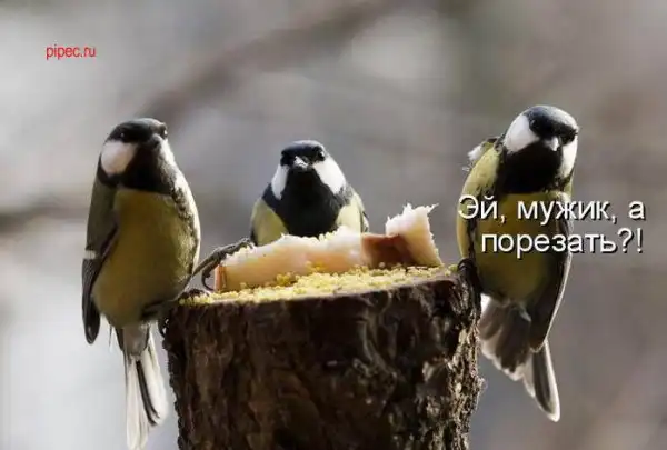 Умилительные котоматрицы)))